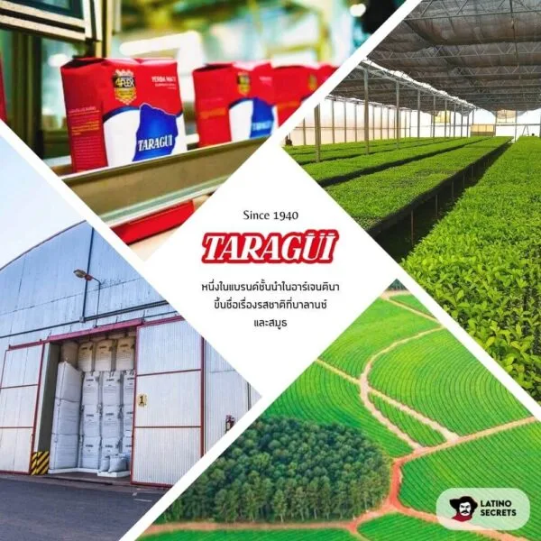 ชามาเต-taragui-factory