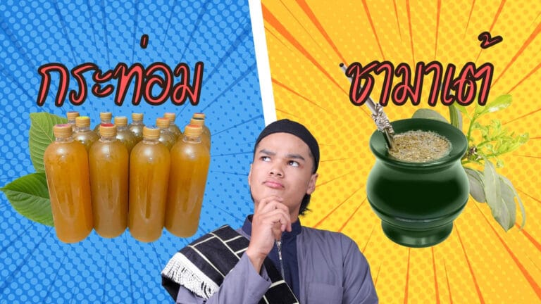 yerba mate kratom ต่างกับกระท่อมอย่างไร? – เยอร์บามาเต้ (yerba mate) คืออะไร แตกต่างจากพืชกระท่อมอย่างไรบ้าง