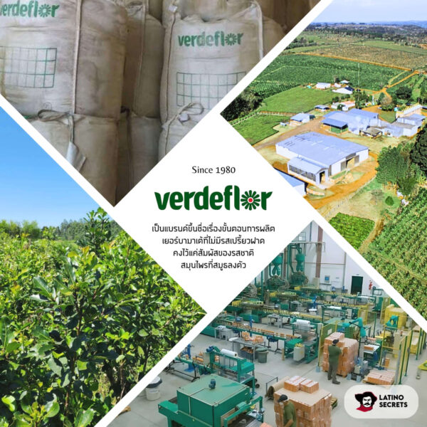 ชามาเต-verdeflor-factory